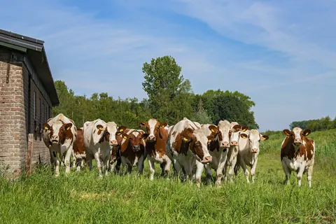 Rotbunte Rinder stehen auf einer sommerlichen Weide neben einem Backsteinstall